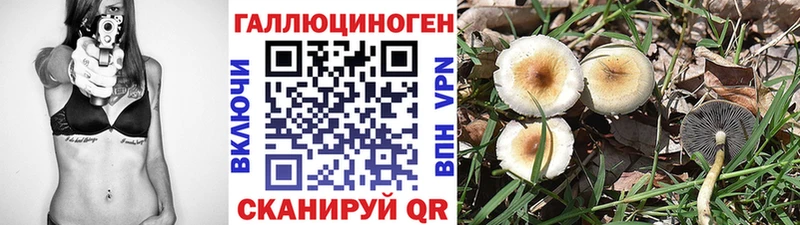 сколько стоит  Олонец  Галлюциногенные грибы Psilocybe 